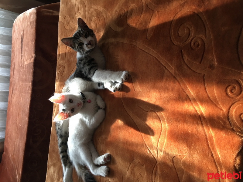 Tekir Kedi, Kedi  Afet fotoğrafı