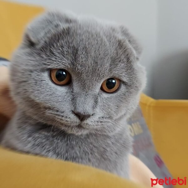 Scottish Fold, Kedi  Paşa fotoğrafı