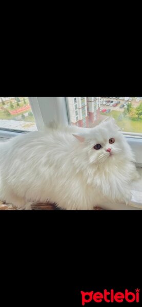 British Longhair, Kedi  Pamuk fotoğrafı