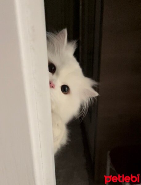 British Longhair, Kedi  Pamuk fotoğrafı