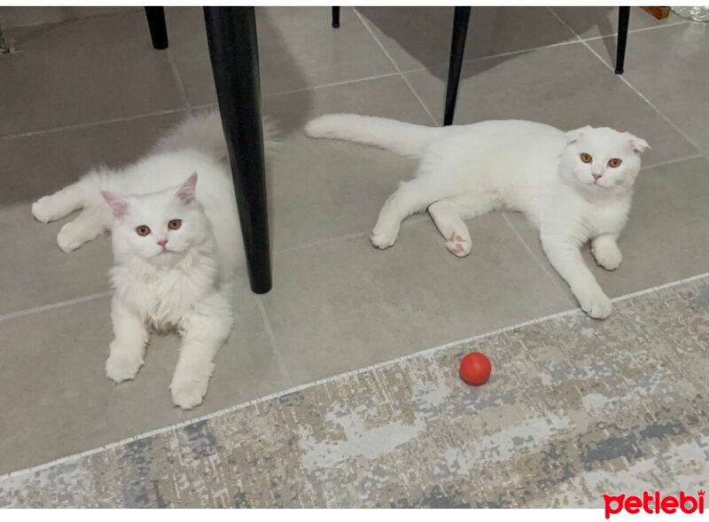 British Longhair, Kedi  Pamuk fotoğrafı