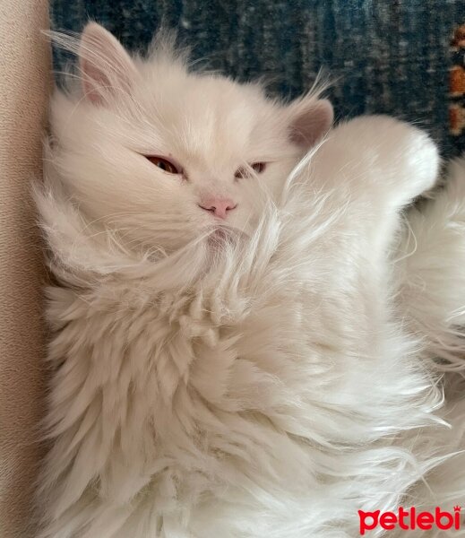 British Longhair, Kedi  Pamuk fotoğrafı