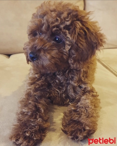 Poodle (Minyatür Kaniş), Köpek  Luna fotoğrafı