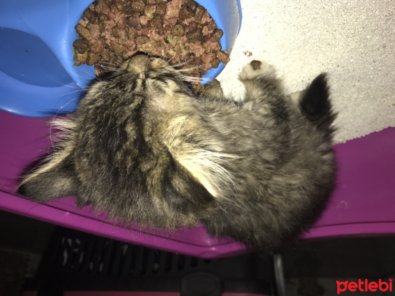 Tekir Kedi, Kedi  Konçuy fotoğrafı