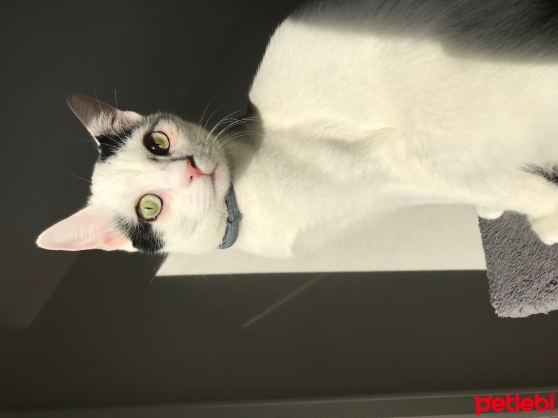 Tekir Kedi, Kedi  Bulut fotoğrafı