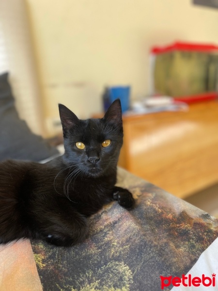 American Bobtail, Kedi  Gece fotoğrafı