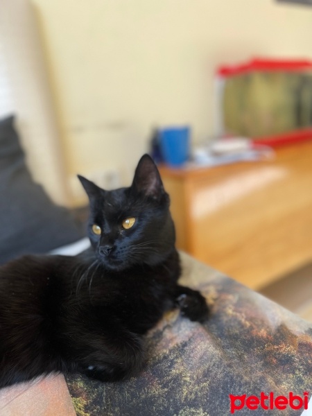 American Bobtail, Kedi  Gece fotoğrafı