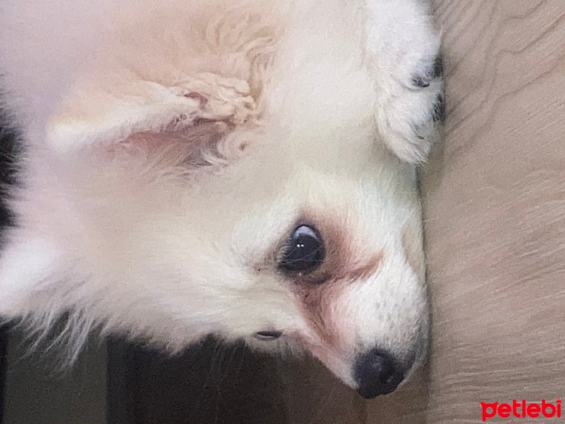 Pomeranyalı, Köpek  Asil fotoğrafı