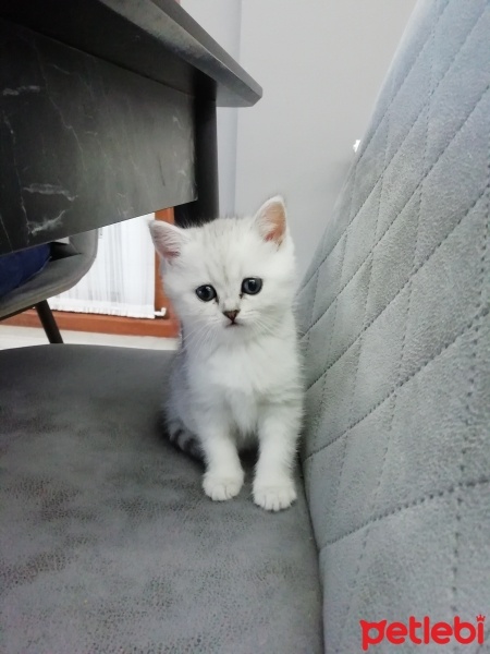 British Shorthair, Kedi  Mia fotoğrafı