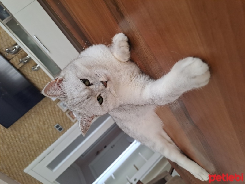 British Shorthair, Kedi  Mia fotoğrafı