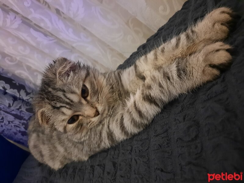 Scottish Fold, Kedi  Parla fotoğrafı