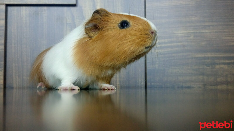 Guinea Pig, Kemirgen  - fotoğrafı