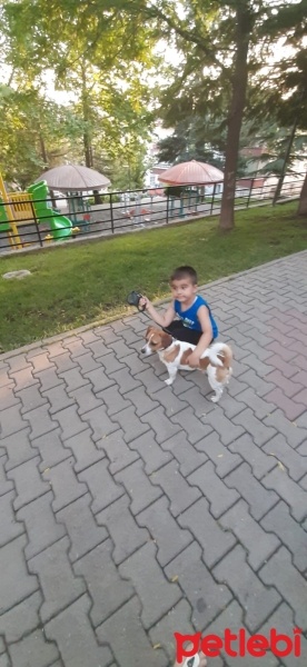 Jack Russell Terrier, Köpek  Paşa fotoğrafı