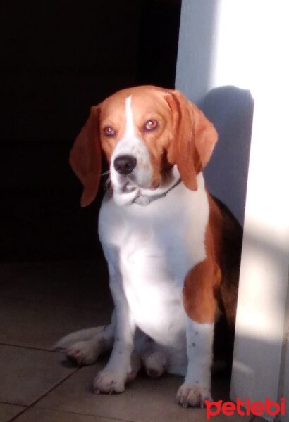 Beagle, Köpek  baron fotoğrafı