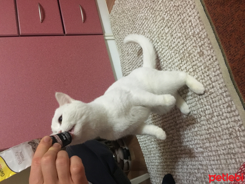 British Shorthair, Kedi  Yeppi fotoğrafı