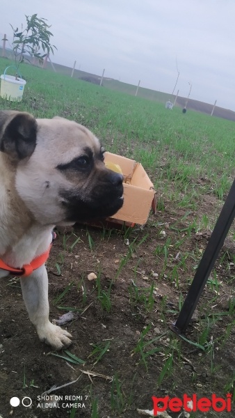 Pug, Köpek  Dayı fotoğrafı