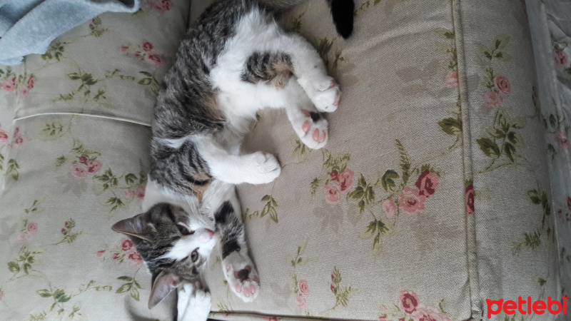 Tekir Kedi, Kedi  Oğlusu fotoğrafı