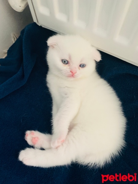 Scottish Fold, Kedi  ScottishFold fotoğrafı