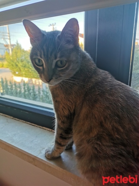 Tekir Kedi, Kedi  Venüs fotoğrafı