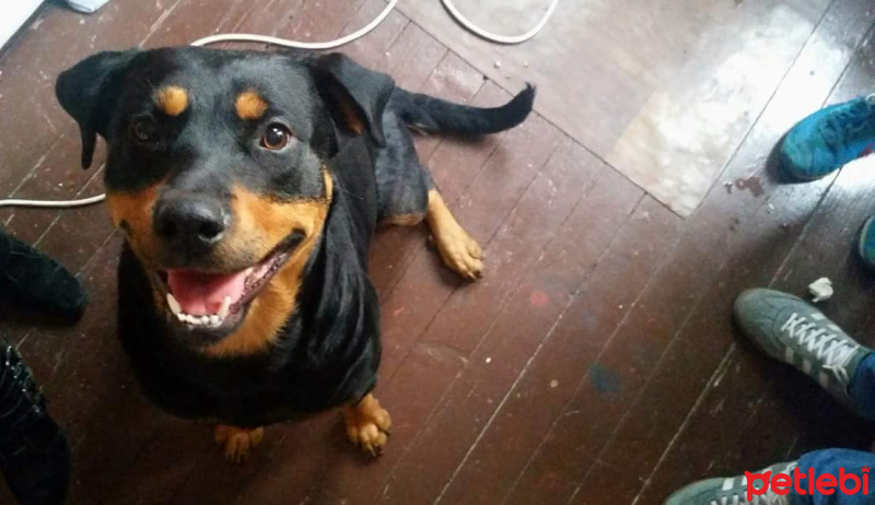 Rottweiler, Köpek  Arya fotoğrafı