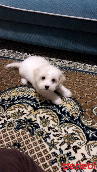 Maltese, Köpek  Pıtırcık fotoğrafı