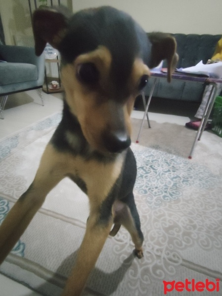 Minyatür Pinscher, Köpek  Çeko fotoğrafı