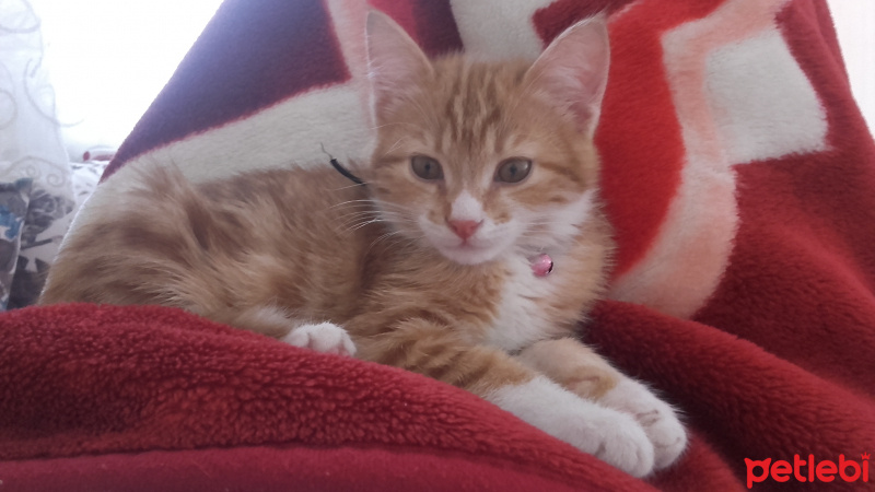 Tekir Kedi, Kedi  Zarife fotoğrafı