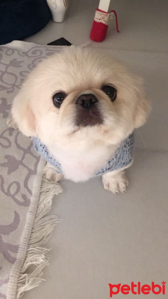 Pekingese, Köpek  lulu fotoğrafı