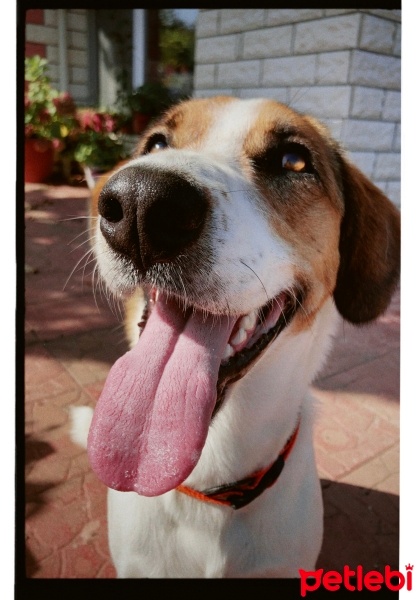 Sokö (Sokak Köpeği), Köpek  Sofi fotoğrafı