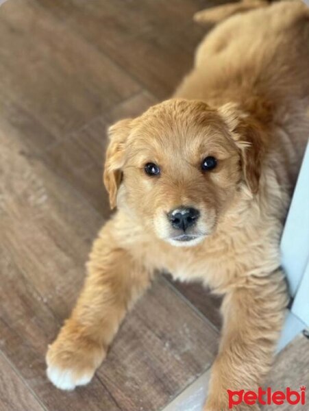 Golden Retriever, Köpek  Hera fotoğrafı