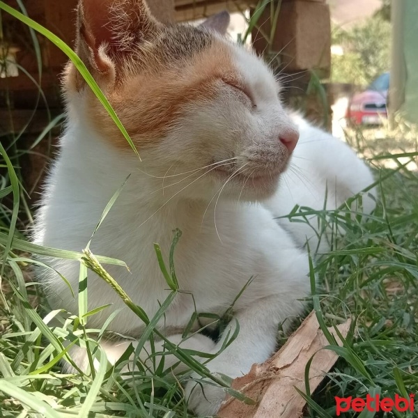 Tekir Kedi, Kedi  Prenses fotoğrafı