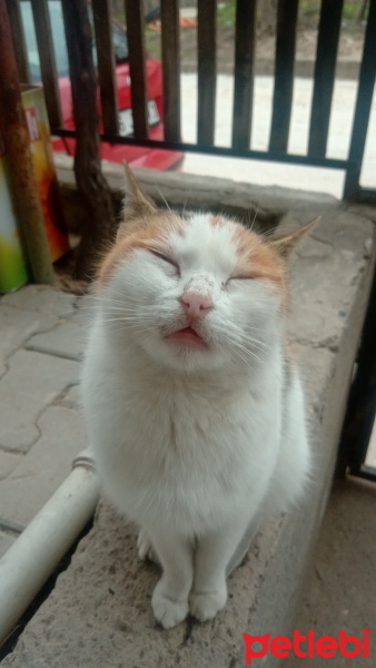 Tekir Kedi, Kedi  Prenses fotoğrafı