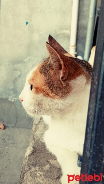 Tekir Kedi, Kedi  Prenses fotoğrafı