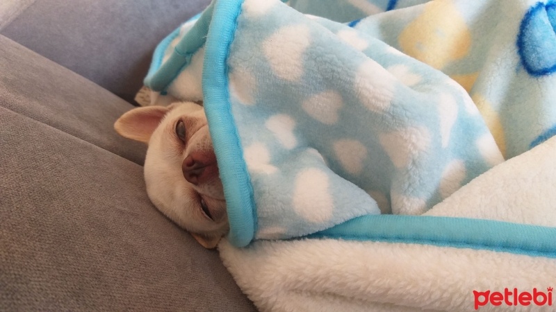 Chihuahua, Köpek  düğme fotoğrafı