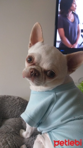 Chihuahua, Köpek  düğme fotoğrafı