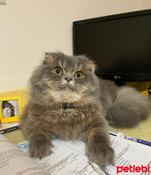 Scottish Fold, Kedi  Aliş fotoğrafı