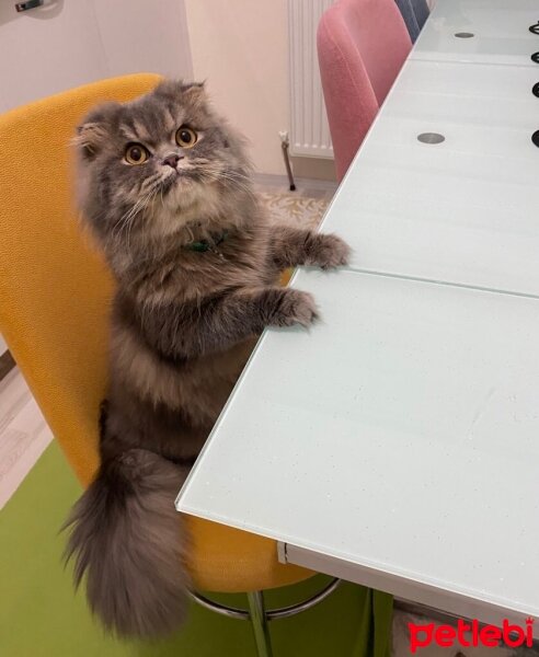 Scottish Fold, Kedi  Aliş fotoğrafı