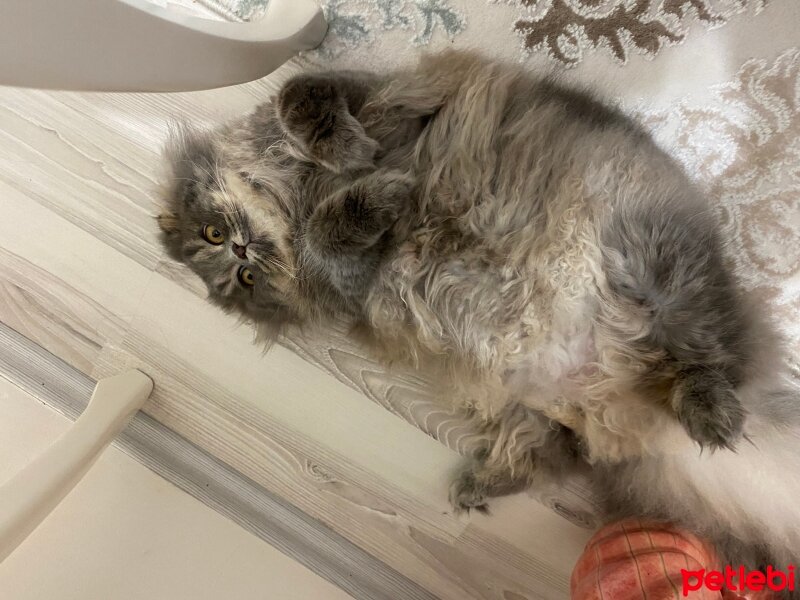 Scottish Fold, Kedi  Aliş fotoğrafı