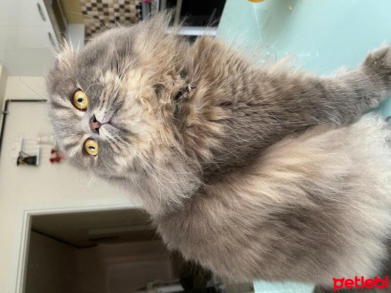 Scottish Fold, Kedi  Aliş fotoğrafı