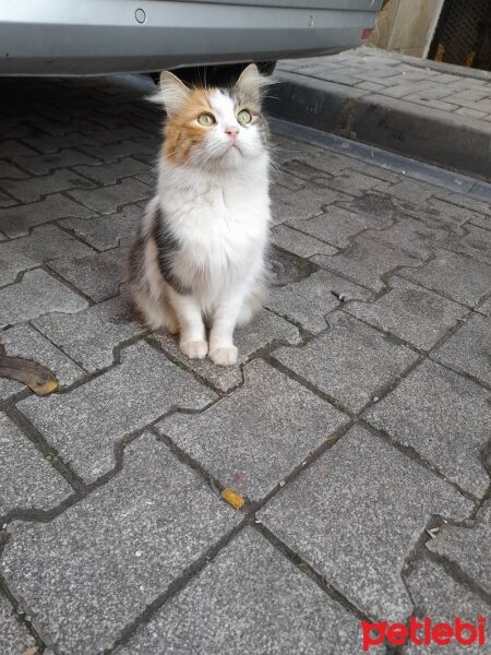 Tekir Kedi, Kedi  Sokak Kedisi fotoğrafı