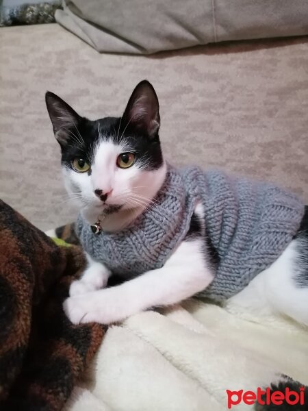 Tekir Kedi, Kedi  Paşa fotoğrafı