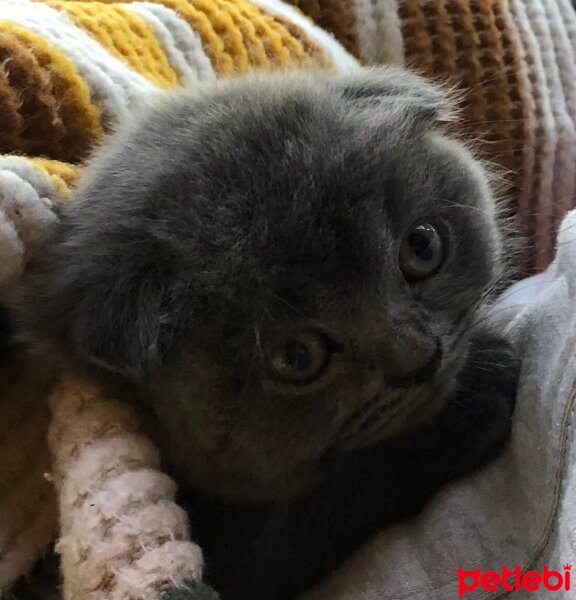 Scottish Fold, Kedi  Tüylü fotoğrafı