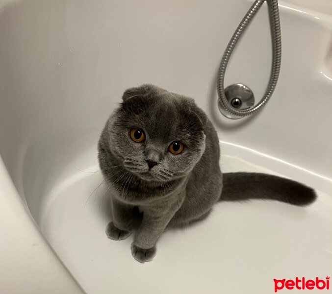 Scottish Fold, Kedi  Tüylü fotoğrafı