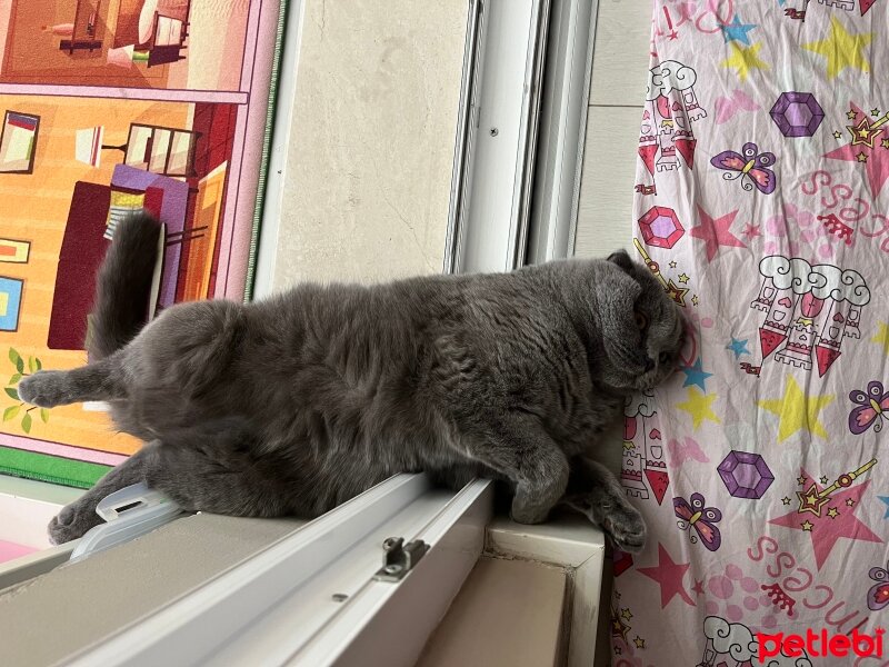 Scottish Fold, Kedi  Tüylü fotoğrafı