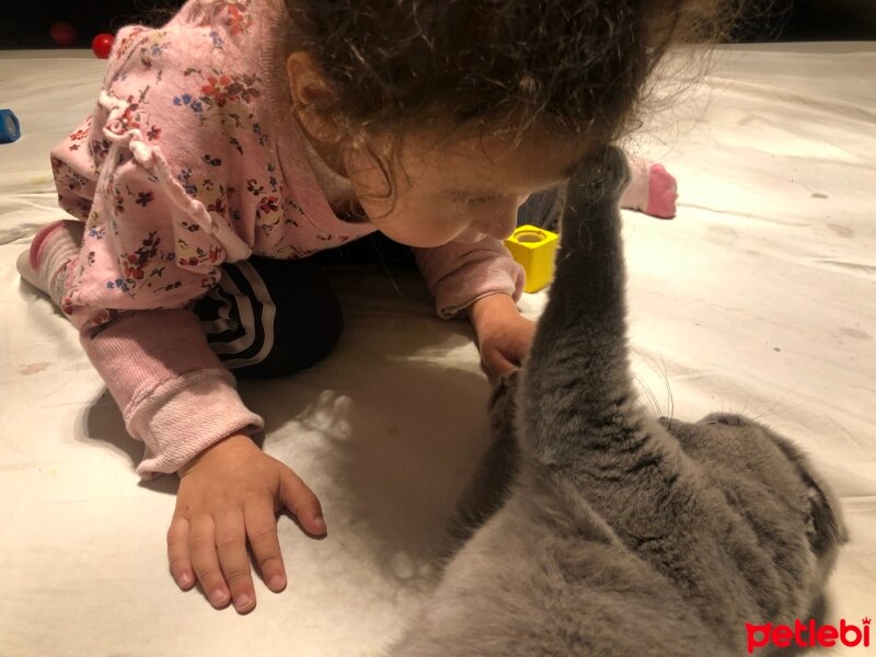 Scottish Fold, Kedi  Tüylü fotoğrafı