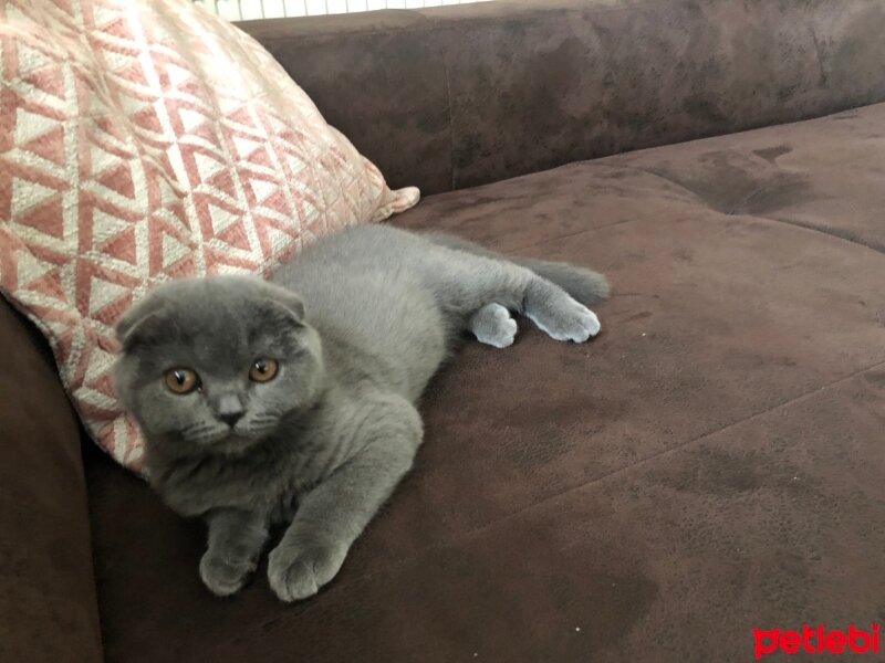 Scottish Fold, Kedi  Tüylü fotoğrafı