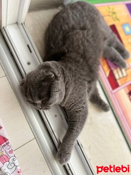 Scottish Fold, Kedi  Tüylü fotoğrafı