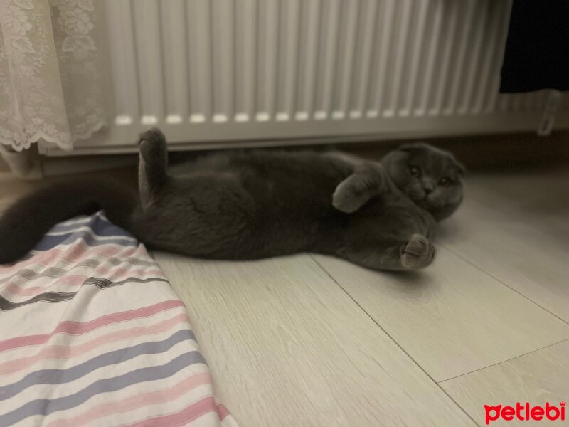 Scottish Fold, Kedi  Tüylü fotoğrafı