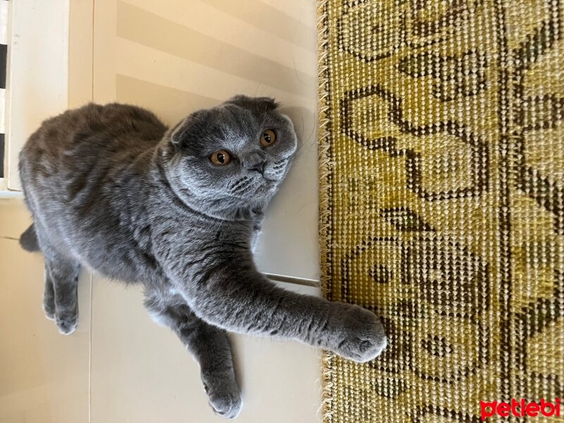 Scottish Fold, Kedi  Tüylü fotoğrafı