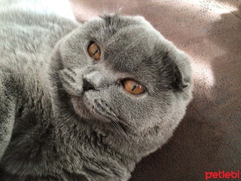 Scottish Fold, Kedi  Tüylü fotoğrafı